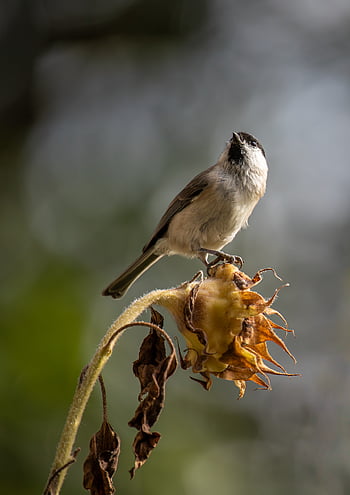 pěvec, marsh tit, Barnacle Tit, pole, póza, Příroda
