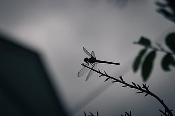 vážka, Příroda, hmyz, makro, zblízka, entomologie