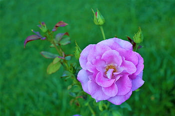 flower, rose Flower, rose, buds, beautiful Flowers, leaves, flower Wallpaper, foliage, flower Background, plant, nature
