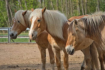 pferde, Koppel, Hengst, Weide, Tier, Kupplung, Natur, braun, Tierwelt, Pferde-Reiten, Pferdekopf