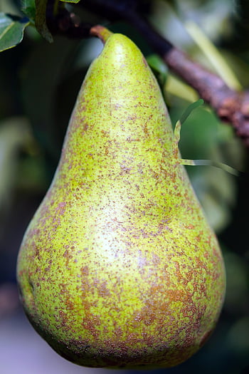 pear, fruit, food, branch, pear Tree, plant, organic, nature, closeup