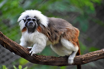 Bavlněný tamarin, opice, primát, gorila, savec, zoologie, originál, hybridní, portrét, roubování, Věda