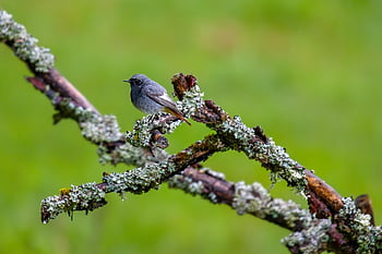 bird, common Redstart, songbird, ornithology, rain, bird Watching, wet, species, fauna, animal, beak