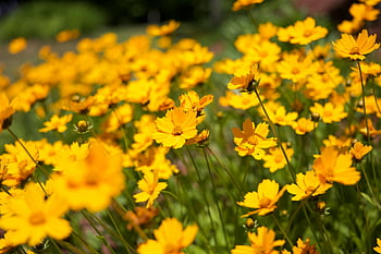 fiori margherita gialla, Fotografia a fuoco selettivo, fiori gialli vibranti, Piena fioritura, Soft Depth of Field, campo di fiori, fioriture gialle, fotografia floreale, fotografia naturalistica, fiori all'aperto, fiori di primavera