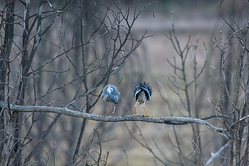 white-faced Heron, heron, egretta Novaehollandiae, birds, wings, plumage, wildlife, avian, wild, nature, animal