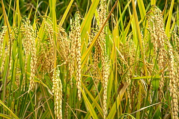 céréale, plantation agricole, campagne, plantes de riz mûres, Prêt pour la récolte, champ vert ensoleillé, fermer, rizière, domaine agricole, La saison des récoltes, Paysage naturel
