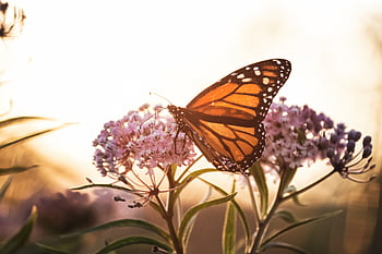 Butterfly blízký hmyz, krása v přírodě, bokeh, Chyba, motýl, detail, barvitý, květinový, květ, zahrada, hmyz