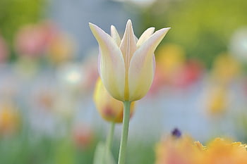 tulips, laptop Wallpaper, flowers, spring, beautiful Flowers, flora, windows Wallpaper, hd Wallpaper, garden, desktop Backgrounds, free Background