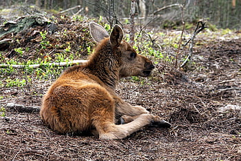 elk Calf, elk, animal, young Animal, wildlife, deer, mammal, nature, sweden