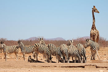 zebras, giraffe, drink, water Hole, africa, etosha, namibia, south Africa, safari, wildlife