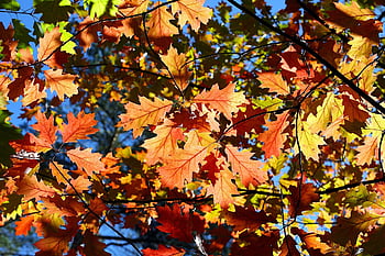 höstlöv, natur, höstfärger, falla, skog, Eklöv, ek, säsong