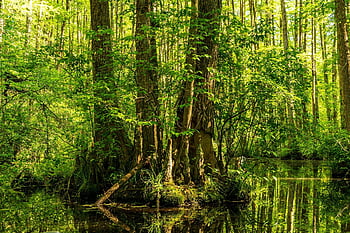 millpond, cypress Pond, cypress Swamp, cypress Knees, forest, swamp, reflections, landscape, nature, spring, wetland