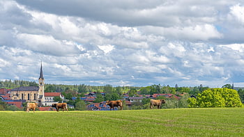 cows, houses, church, village, cattle, meadow, clouds, sky, scenic, idyll, nature