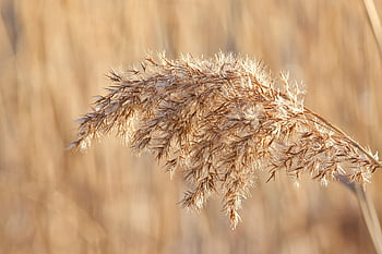 grass, dried Grass, halm, blade Of Grass, hd Wallpaper, dry, nature, wallpaper, hintergrundbild, ruhe, beige