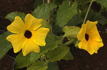 Black-Eyed Susanne Vine, žluté květy, květiny, květ, krásné květiny, květinové tapety, horolezec rostlin, květinové pozadí, thunbergia alata, Příroda, zahrada