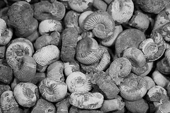 ammonites fossils, close-up, black and white, detailed textures, fossil textures, prehistoric fossils, ammonite shells, fossil collection, paleontology, geological specimens, fossil photography