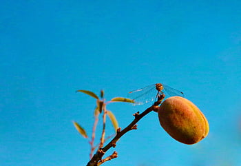 almond, butterfly, almond Branch, almond Tree, fruit, organic, natural, nature