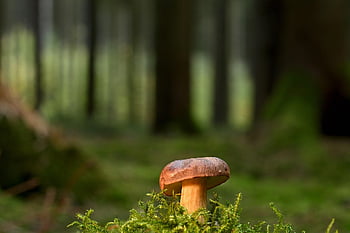 버섯, 밤나무, 숲, 이끼, 가을, 자연