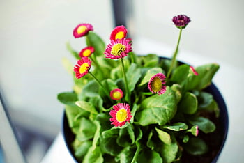 margarete roz, flori vibrante, plante de interior, frunze verzi luxuriante, ghiveci, fotografie de aproape, flori ce înfloresc, grădinărit interior, înfloriri colorate, fotografie florală, houseplants