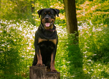 rottweiler, pet, dog, breed, animal, puppy, cute, nature
