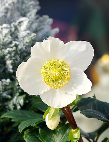 flower, petals, bud, leaves, beautiful Flowers, foliage, christmas Rose, blossom, bloom, flower Wallpaper, winterblueher