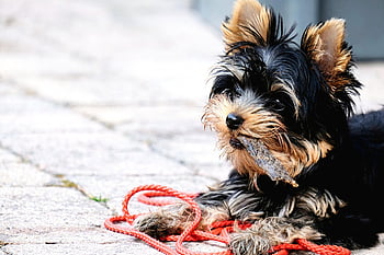 szczeniak, yorkshire terrier, zwierzę domowe, psi, Natura, zwierzę, pies, futro, pysk, ssak, pies portret