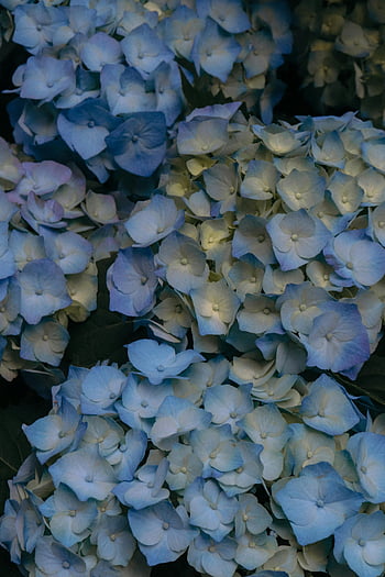 blue hydrangea flowers, close-up photography, vibrant blooms, Paris garden, floral photography, hydrangea close-up, blue flowers, garden flowers, hydrangea blooms, flower photography, Paris flowers