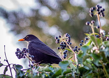 blackbird, bird, black, yellow Beak, ivy, tree, krukowate, spring, nature