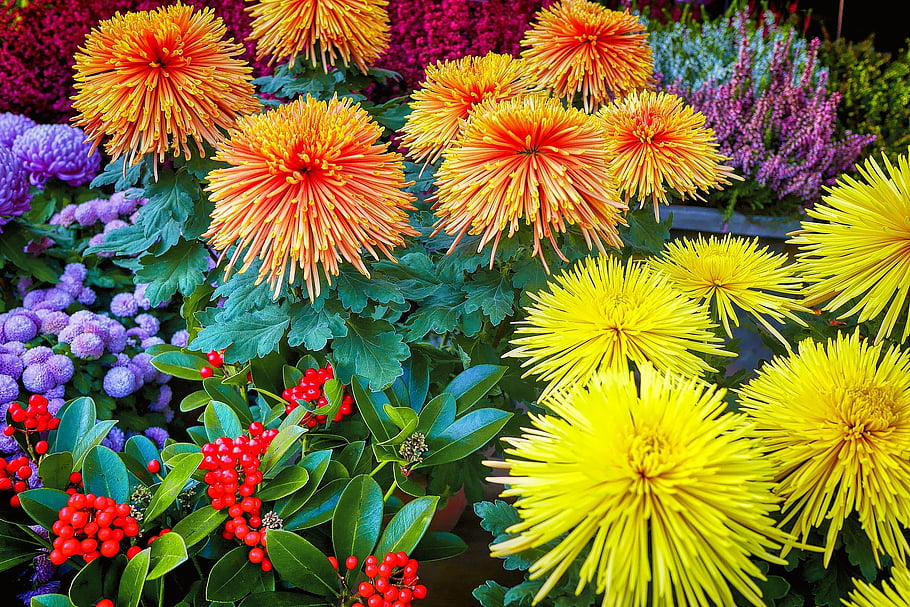 flowers, chrysanthemums, flower Background, medicinal Plant, ornamental Plant, beautiful Flowers, blossom, bloom, nature, flora, garden