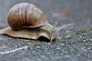 snail, mollusk, animal, nature, wildlife, macro, close Up