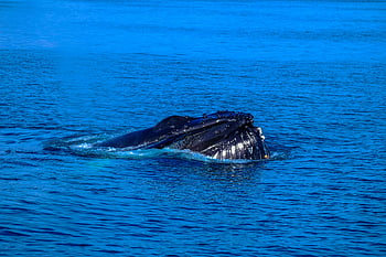 humpback whale, sea creature, body of water, vibrant blue ocean, marine wildlife, coming up for air, majestic whale, ocean wildlife, whale watching, blue sea, aquatic life