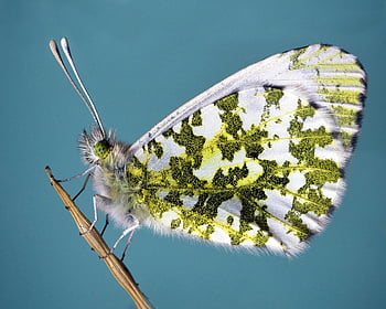 butterfly, insect, antenna, lepidoptera, close-up, macro, pattern, orange-tip