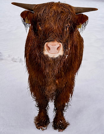highland Cow, animal, winter, highland Cattle, mammal, cow, beef, cattle, nature, livestock, horns