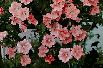růžové květy petúnie, Vibrující růžové petúnie, Full Bloom PetUnias, přírodní umění, Detail PETUNIA Photo, Ohromující displej Petunia, růžové květy, Petunia Blooms, Petunia detail, petúnie zahrada, Petunia Beauty