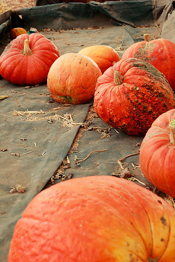 pumpkins, vegetable, harvest, pumpkin Patch, produce, organic, food, fall, autumn, halloween, october