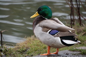 鳥、 アヒル、 鳥類学、 種、 動物相、 鳥類、 動物、 くちばし、 野生動物、 マガモ、 anas platyrhynchos