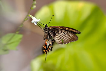 moulin à vent commun, papillon machaon, papillon, byasa polyeuctes, Polyection atrophaneura, Thaïlande, la nature, insecte, Asie, jardin, entomologie