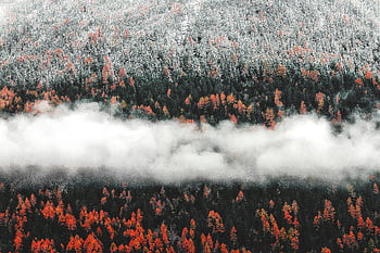 aerial view, autumn forest, fog, first snow, vibrant autumnal colors, winter onset, forest landscape, fall season, misty forest, seasonal transition, nature scenery