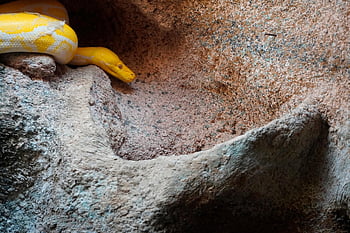snake, reptile, python, wildlife, animal, nature, predator, wild, colorful