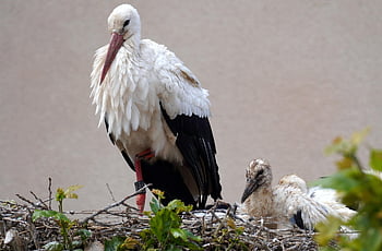 storks, white Storks, nest, rattle Storks, birds, animal World, bird's Nest, nature, feathers, plumage, aves