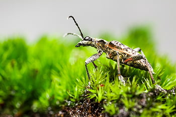 fekete foltos hosszúszarvú bogár, bogár, rovar, rhagium mordax, kártevő, állat, kicsi, gerinctelen, ízeltlábúak, vadvilág, természet