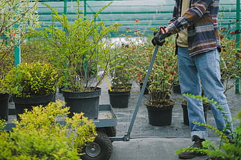 jardinero, plantas en macetas, carretilla, invernadero, ropa casual, temas agrícolas, transporte de plantas, jardinería interior, horticultura, cuidado de las plantas, Herramientas de jardinería