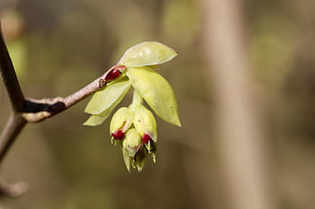 líska, Hazel Bush, Hazel Blossom, pupen, květ, Lískový keř, větev, růst, jarní probuzení, začátek jara, strom