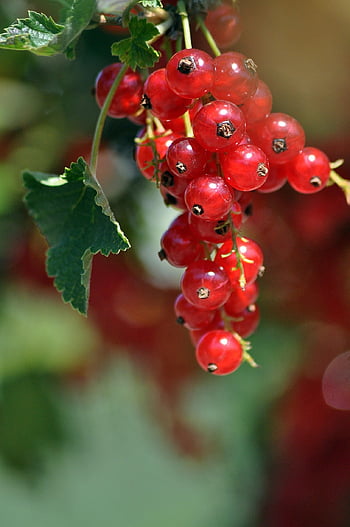 red Currant, currants, organic, fruit, preserves, jam, food, nature, garden
