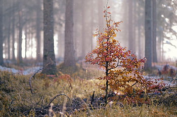 nature, landscape, forest, wooded Area, winter, sapling, autumn Colors, wilderness, outdoors