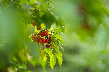 Cornelian třešně, Evropské rohochy, Cornelian Cherry Dogwood, třešeň, ovocný strom, ovocný sad, ovoce, bobule, Příroda