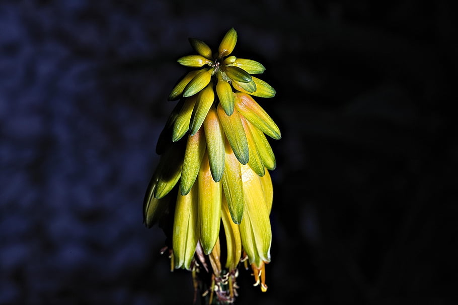 le foglie, fiore, natura, sfondo di fiori, aloe, carta da parati floreale, autunno, bellissimi fiori, verde