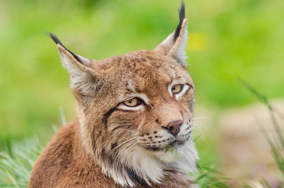 lynx, luchs, germany, d7000, feline, cat, katze, ears, zoo, tierpark