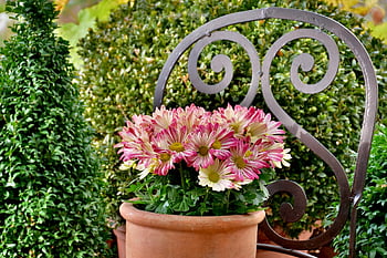 plant Pot, chair, aster, summer Aster, blossoms