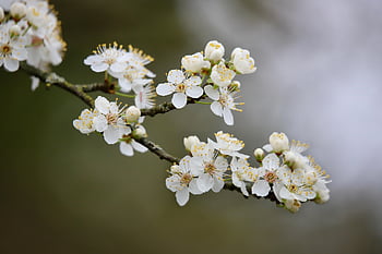 blackthorn, schlehdorn, sloe, sour Plum, plum Blossom, german Acacia, hedge Thorn, blossom, bloom, plum, tree